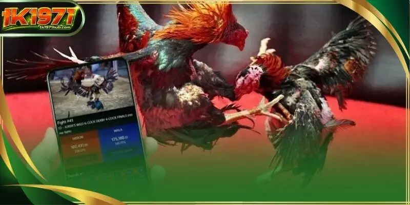 Cockfighting betting