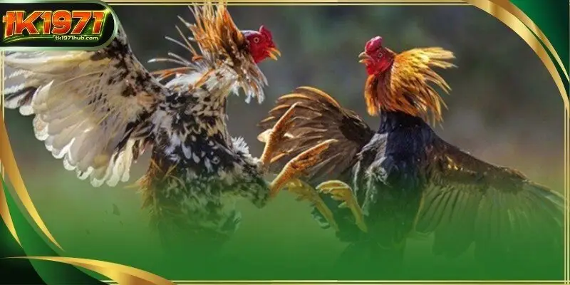 TK1971 provides exhaustive data on the bloodlines and historical achievements of the birds