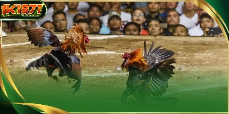 Cockfighting betting is improved by these incentives as they provide more paths to victory.