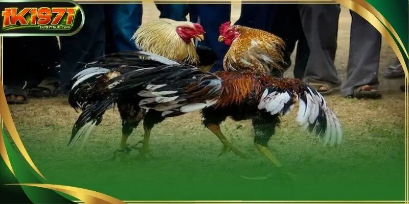 We host special seasonal festivals that gather the top-tier contenders from various continents