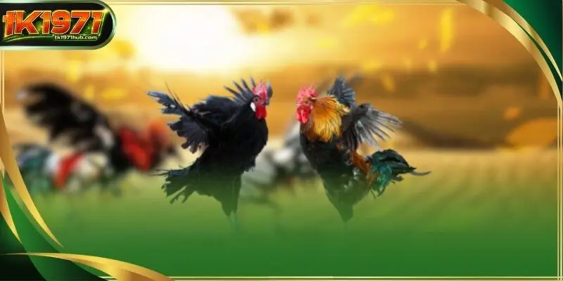 Online Cockfight Wagers